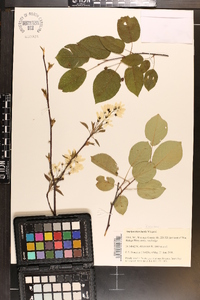 Amelanchier laevis image