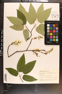 Amelanchier laevis image