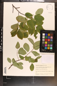 Amelanchier sanguinea image