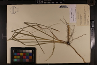 Coleataenia anceps subsp. rhizomata image