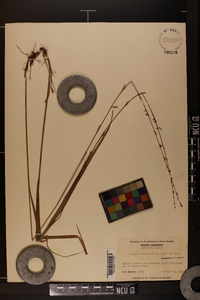Uniola sessiliflora image