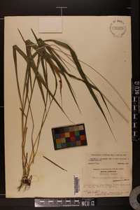 Chasmanthium sessiliflorum image