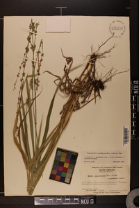 Chasmanthium sessiliflorum image