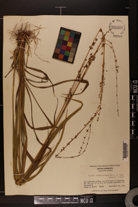 Uniola sessiliflora image