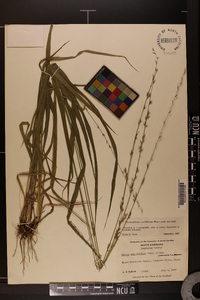 Chasmanthium sessiliflorum image