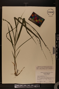 Uniola sessiliflora image