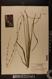 Uniola sessiliflora image