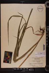 Coleataenia anceps subsp. anceps image