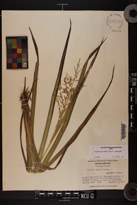 Coleataenia anceps subsp. anceps image