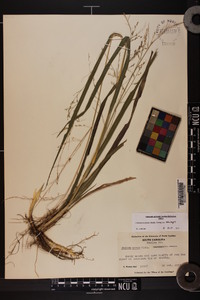 Coleataenia anceps subsp. anceps image