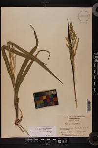 Coleataenia anceps subsp. anceps image