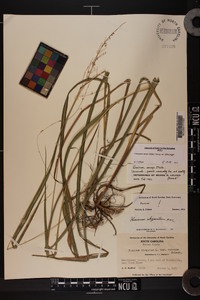 Coleataenia anceps subsp. anceps image