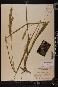 Coleataenia anceps subsp. rhizomata image