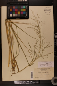 Coleataenia longifolia image