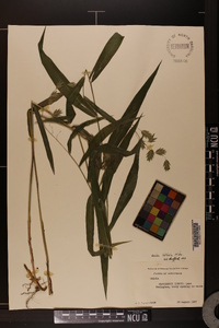 Chasmanthium latifolium image