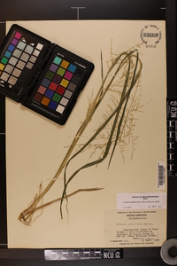 Coleataenia rigidula subsp. rigidula image