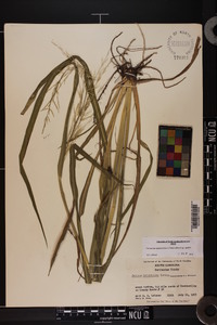 Coleataenia rigidula subsp. rigidula image