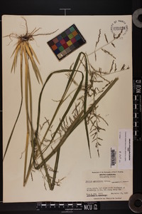 Coleataenia rigidula subsp. rigidula image