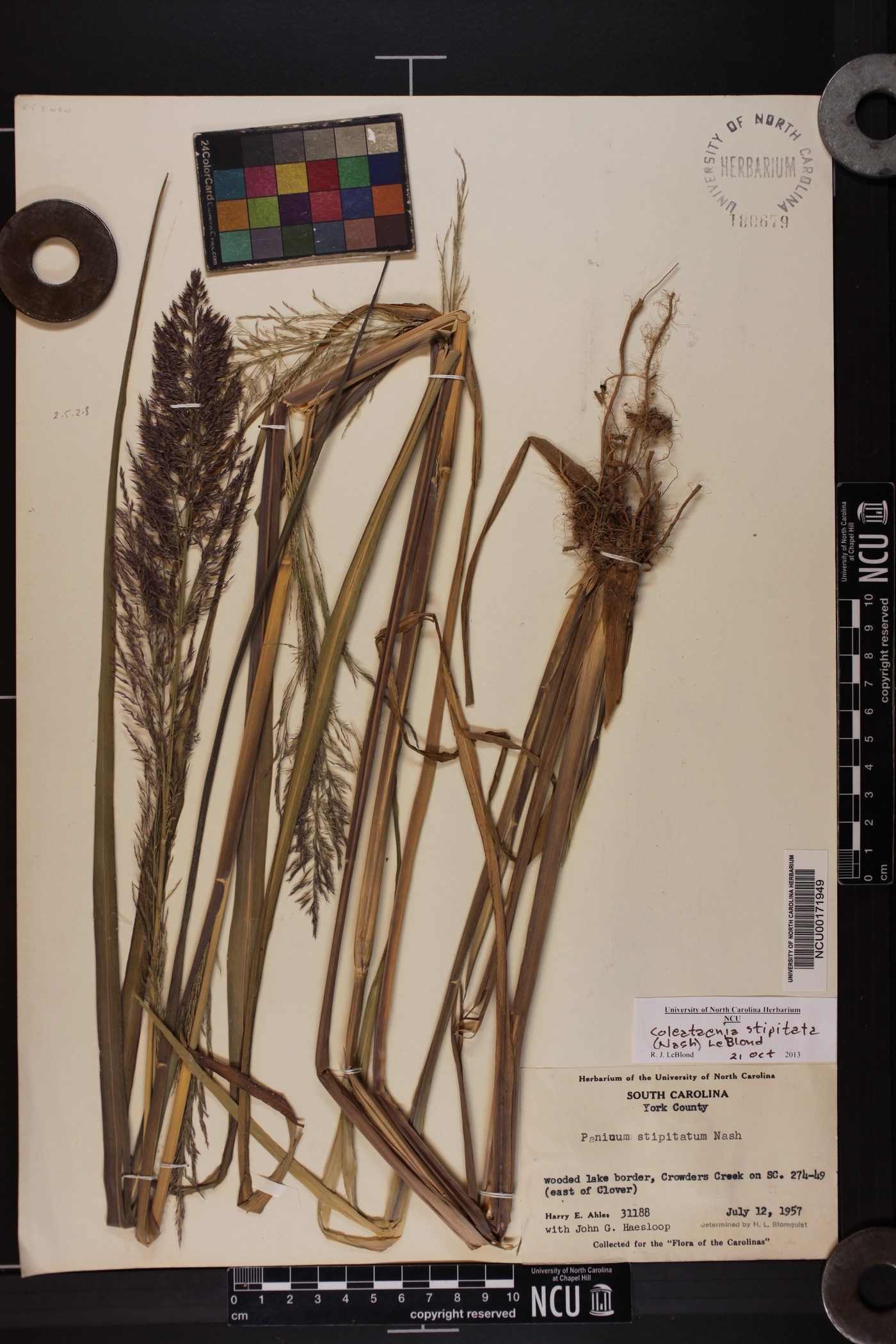 Coleataenia stipitata image