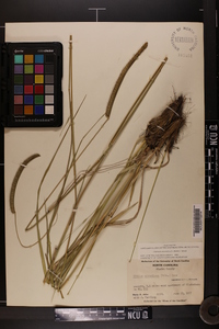 Ctenium aromaticum image
