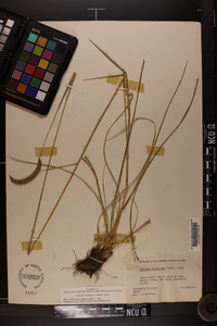 Ctenium aromaticum image
