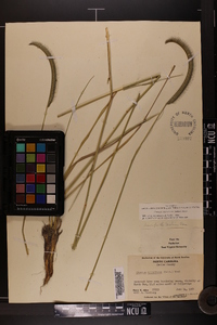 Ctenium aromaticum image