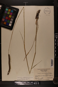 Ctenium aromaticum image