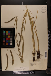 Ctenium aromaticum image