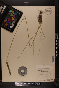 Ctenium aromaticum image