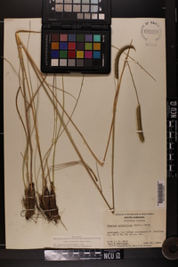 Ctenium aromaticum image