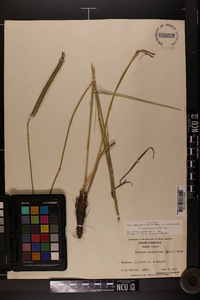Ctenium aromaticum image