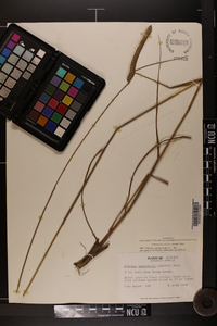 Ctenium aromaticum image