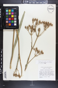 Eryngium yuccifolium image