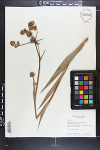 Eryngium yuccifolium image