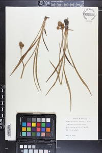 Eryngium yuccifolium image