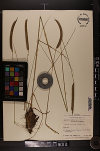 Ctenium aromaticum image