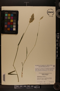 Anthoxanthum odoratum image