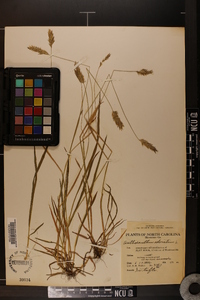 Anthoxanthum odoratum image