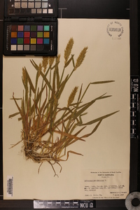 Anthoxanthum odoratum image