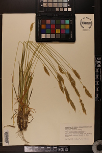 Anthoxanthum odoratum image