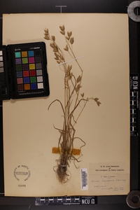 Bromus briziformis image