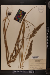 Calamagrostis cinnoides image