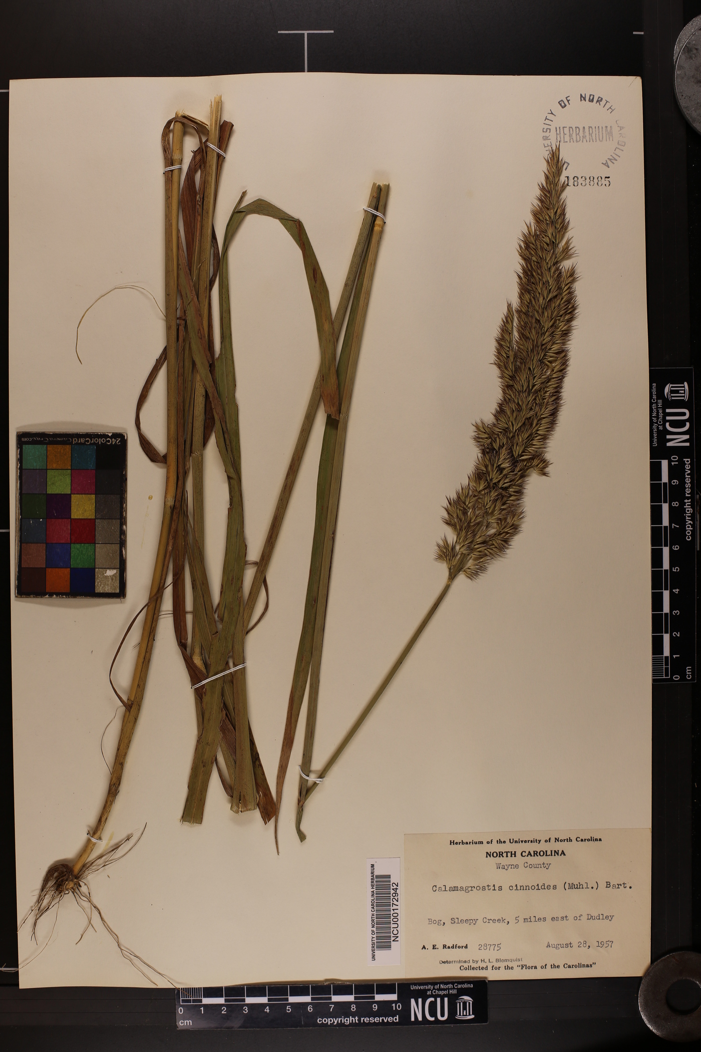 Calamagrostis cinnoides image