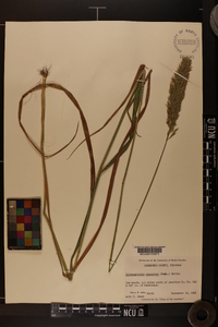 Calamagrostis cinnoides image