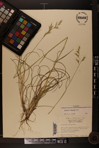 Danthonia sericea image