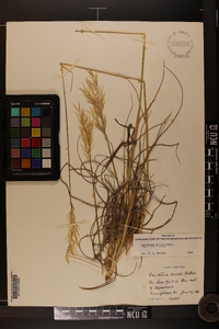 Danthonia sericea image