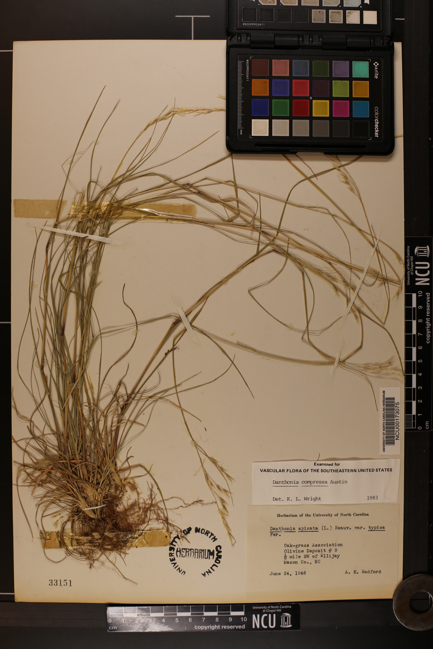 Danthonia compressa image