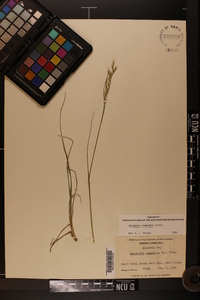 Danthonia compressa image