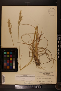 Danthonia sericea image