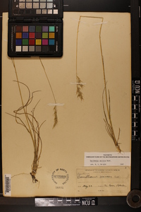 Danthonia sericea image